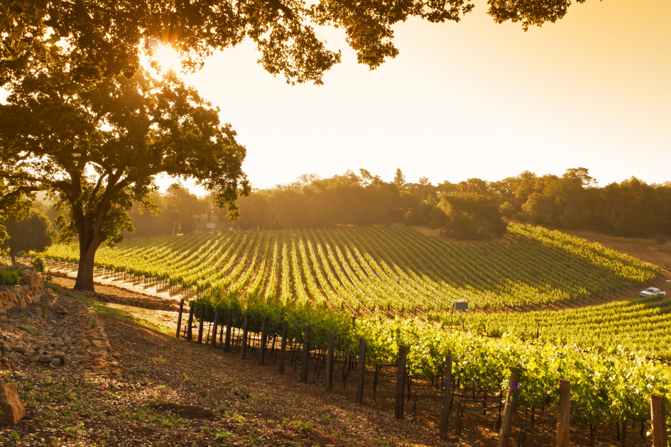 Vineyard with space to park your RV